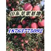 山东苹果产地红富士苹果批发价格
