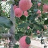 延安宜川紅富士