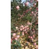 2017年陜西紙夾膜紅富士蘋果批發價格