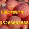 山東蘋果價格批發15266665888