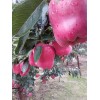 花牛蘋果