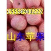 １５５５４９４１２２２山東紅富士蘋果產地直銷批發價格