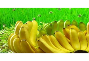 河南安阳：香蕉价格持续走低 ()