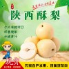 陜西酥梨禮泉甜梨10斤包郵新鮮水果陜西特產(chǎn)雪梨皇冠梨小香梨現(xiàn)摘