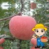 陕西苹果礼泉红富士苹果10斤包邮特产新鲜水果大号冰糖心现摘现卖