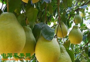 广州梅州：金柚全渠道销售开始 ()