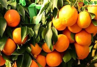 宁波象山：精品柑橘带动百姓致富 ()
