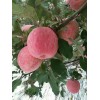 今年红富士苹果质量怎么样 山东红富士苹果供应价格