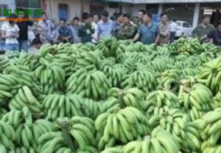 广西南宁：“爱心助农”香蕉大采购行动启动 ()