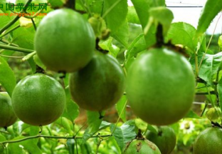 广东茂名：新型水果品种助农民致富 ()