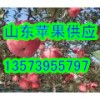 山東日照紙袋膜袋紅富士蘋果大量上市
