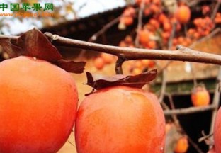 济南济阳：第九届柿子文化节召开 ()