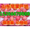 山東水晶紅富士蘋果批發價格