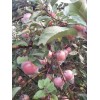 本處有大量膜袋紅富士