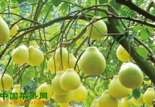 广西柳州：苗山柚子喜获丰收 ()