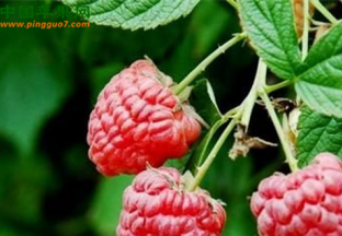 小众品种“红树莓”成市场新宠 ()