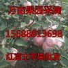 紅富士蘋果果園直銷 紙袋膜袋任選