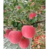 被人大量供應(yīng)紅富士