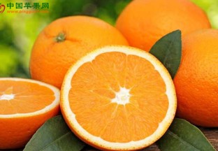 江苏扬州：柑橘日销近400吨 ()