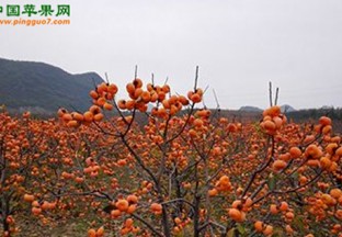桂林恭城月柿”地理标志品鉴会通过 ()