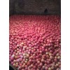 本人大量供應紅富士蘋果花牛蘋果