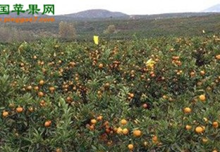 湖南怀化：水果扶贫村民领到分红 ()