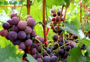 广西南宁：特色水果产业引领“产业富民” ()