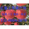 纸袋红富士苹果，纸荚膜红富士苹果，膜袋红富士苹果批发价格
