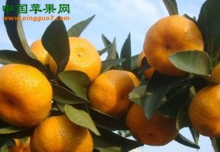 江西南丰：蜜橘重返欧洲市场 ()