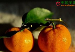 江西柑橘产值达到196亿元 ()