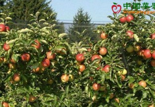 山东潍坊：水果总产值达到70亿 ()
