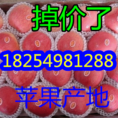 １８２５４９８１２８８山东红富士/水晶富士苹果产地