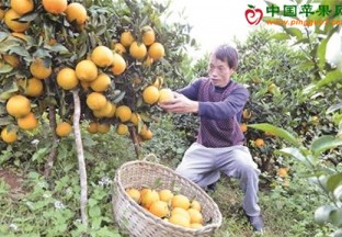 广西靖西：水果产值创造新高 ()