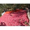 本人有大量的紅富士蘋果供應
