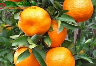 柑橘“黄龙病”产业难题有了中国解决方案 ()