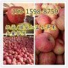 红富士苹果批发产地-今日山东苹果价格便宜