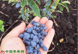 全球稀缺性水果：蓝靛果 ()