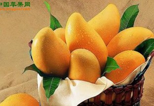 云南华坪县：芒果产值位居云南第一 ()