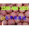 15554941222山东红富士苹果批发价格