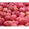 山东红富士苹果大量供应18315687688