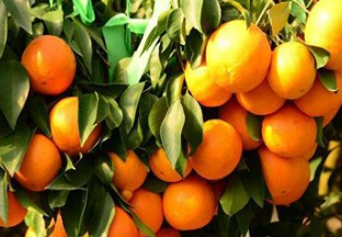 浙江宁波：柑橘新品种展示会在宁波召开 ()