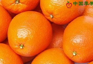 广西桂林：柑橘产业博览会召开 ()