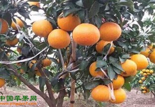 浙江宁波：“红美人”柑橘上“国榜” ()