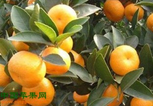 湖北宜昌：柑橘出口俄罗斯市场 ()
