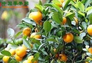 浙江丽水：特色水果不断发展 ()