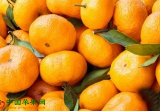 重庆荣昌：柑橘带头人引领致富梦 ()