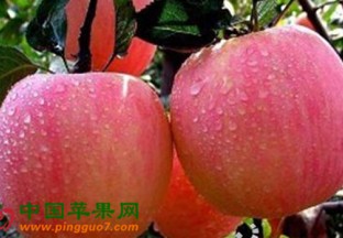 河南郑州：苹果期货在郑商所上市交易 ()