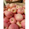 15266665888大量供應(yīng)紅富士蘋果 產(chǎn)地直銷