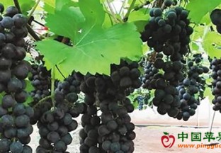 海南：热带葡萄产业已结果 ()