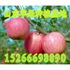 紅富士蘋果批發價格